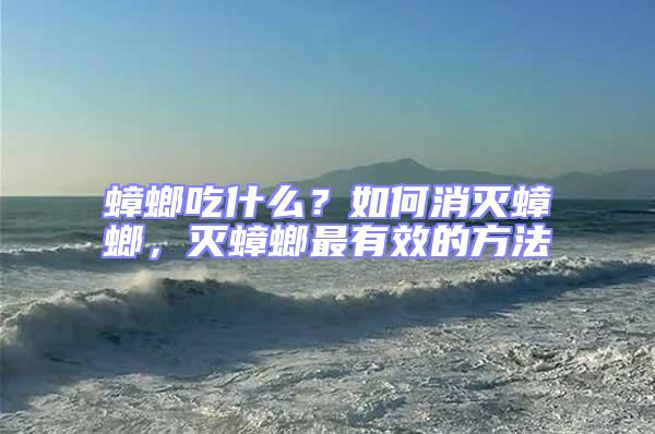 蟑螂吃什么？如何消滅蟑螂，滅蟑螂最有效的方法