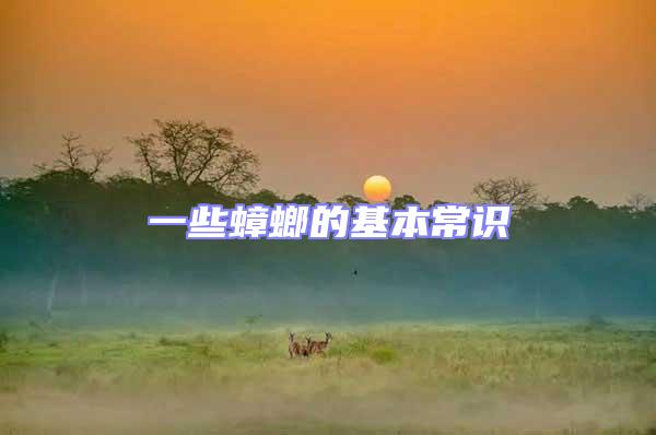 一些蟑螂的基本常識(shí)