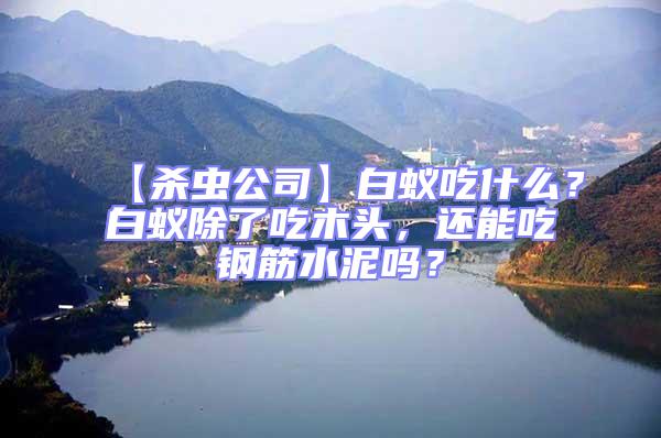 【殺蟲公司】白蟻吃什么？白蟻除了吃木頭，還能吃鋼筋水泥嗎？
