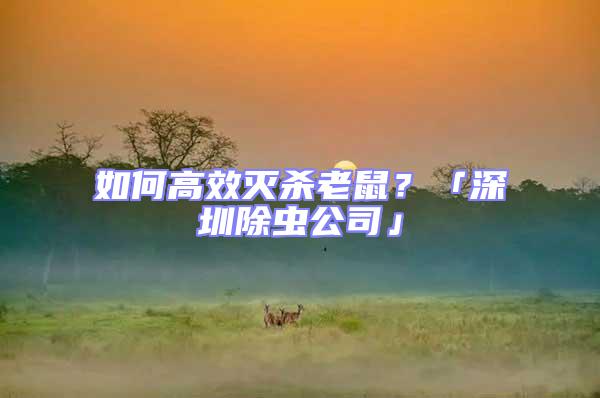 如何高效滅殺老鼠？「深圳除蟲公司」