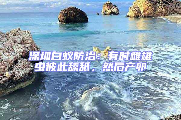 深圳白蟻防治：有時雌雄蟲彼此舔舐，然后產(chǎn)卵