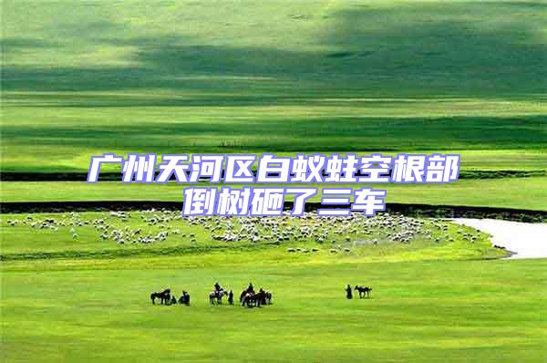 廣州天河區(qū)白蟻蛀空根部 倒樹砸了三車