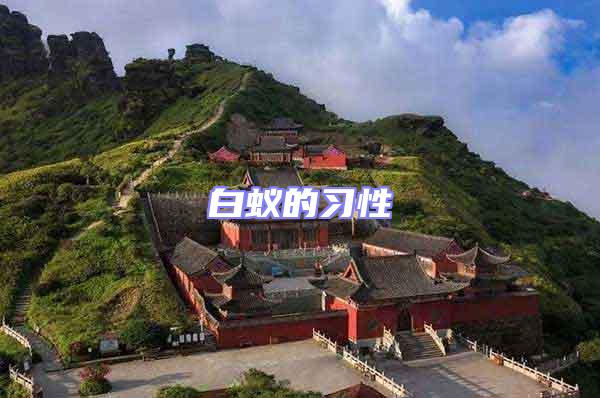 白蟻的習(xí)性