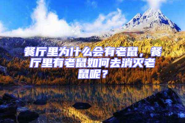 餐廳里為什么會有老鼠，餐廳里有老鼠如何去消滅老鼠呢？