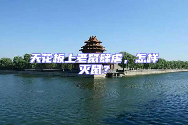 天花板上老鼠肆虐，怎樣滅鼠？