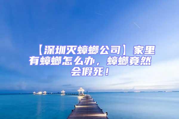 【深圳滅蟑螂公司】家里有蟑螂怎么辦，蟑螂竟然會假死！