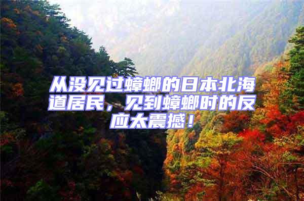 從沒(méi)見(jiàn)過(guò)蟑螂的日本北海道居民，見(jiàn)到蟑螂時(shí)的反應(yīng)太震撼！