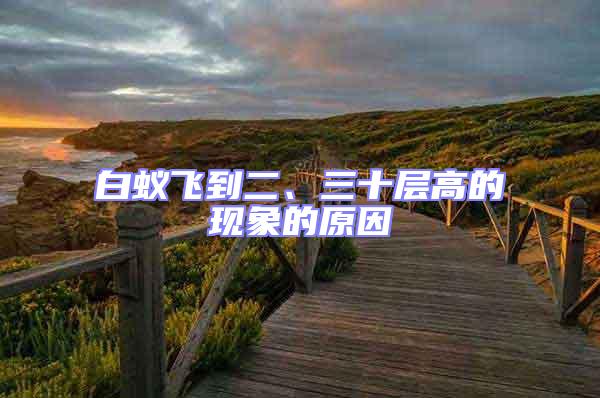 白蟻飛到二、三十層高的現(xiàn)象的原因