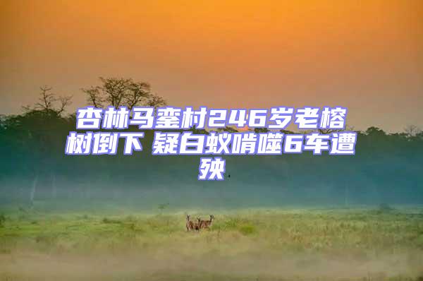 杏林馬鑾村246歲老榕樹(shù)倒下　疑白蟻啃噬6車(chē)遭殃