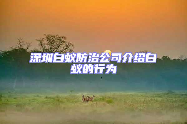 深圳白蟻防治公司介紹白蟻的行為