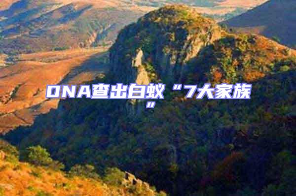 DNA查出白蟻“7大家族”