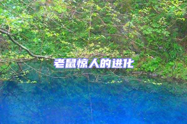 老鼠驚人的進化