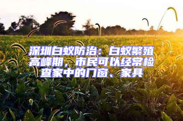 深圳白蟻防治：白蟻繁殖高峰期，市民可以經常檢查家中的門窗、家具
