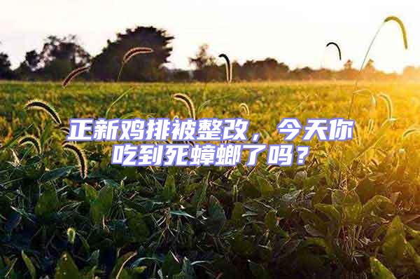 正新雞排被整改，今天你吃到死蟑螂了嗎？