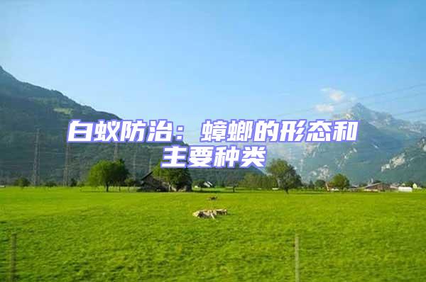 白蟻防治：蟑螂的形態(tài)和主要種類