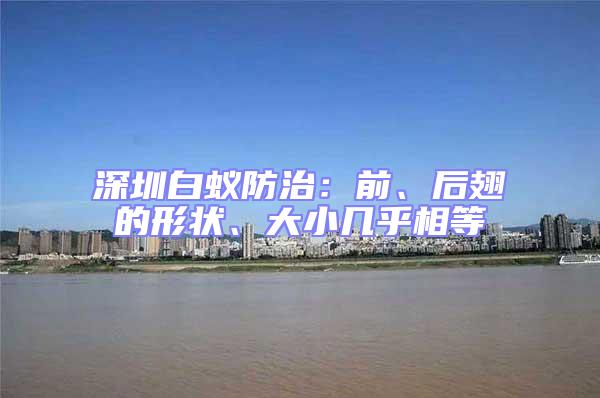 深圳白蟻防治：前、后翅的形狀、大小幾乎相等