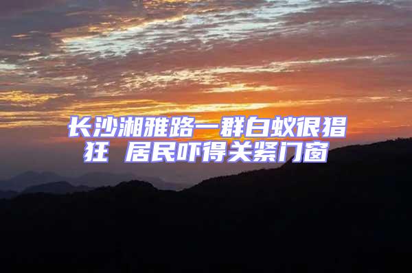 長(zhǎng)沙湘雅路一群白蟻很猖狂 居民嚇得關(guān)緊門窗