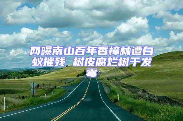 網(wǎng)曝南山百年香樟林遭白蟻摧殘 樹皮腐爛樹干發(fā)霉