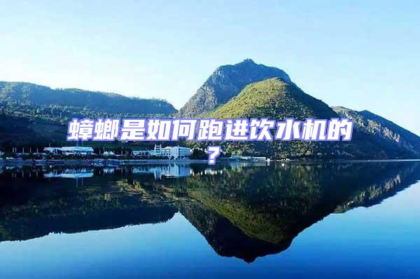 蟑螂是如何跑進飲水機的？