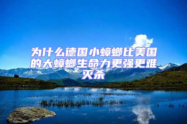 為什么德國(guó)小蟑螂比美國(guó)的大蟑螂生命力更強(qiáng)更難滅殺
