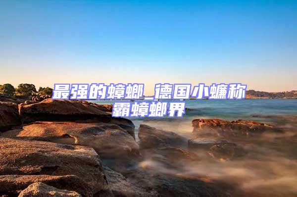 最強(qiáng)的蟑螂_德國(guó)小蠊稱霸蟑螂界