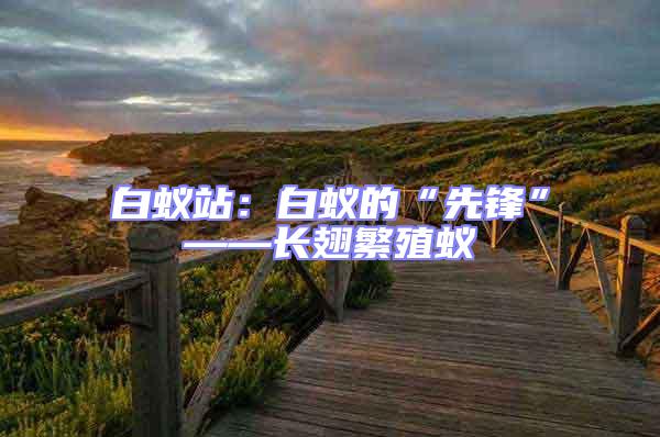 白蟻站：白蟻的“先鋒”——長(zhǎng)翅繁殖蟻
