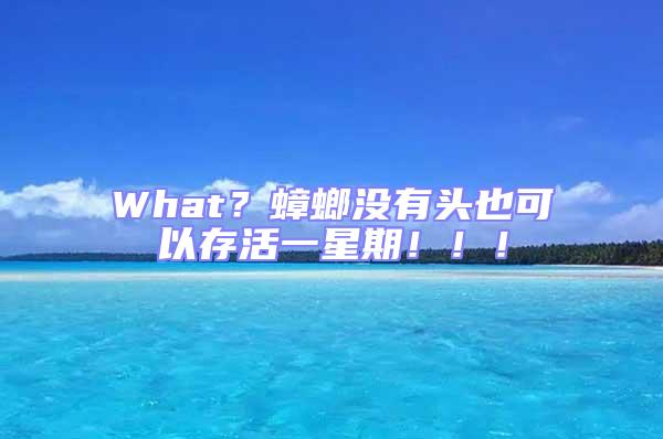 What？蟑螂沒有頭也可以存活一星期?。。?/></p>
									<p style=