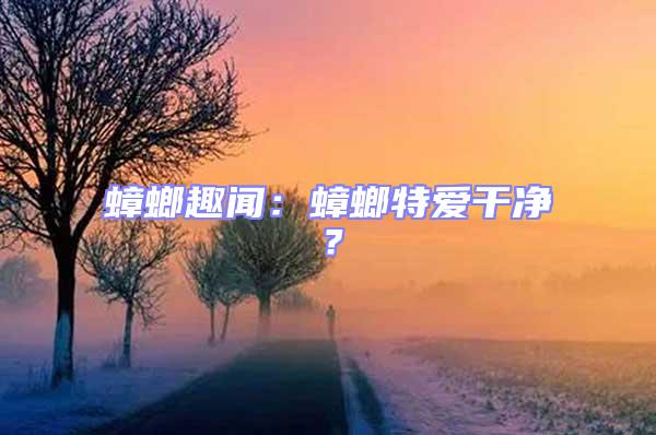 蟑螂趣聞：蟑螂特愛干凈？