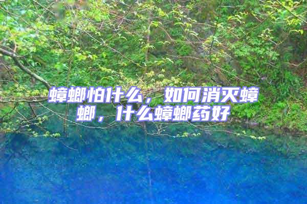 蟑螂怕什么，如何消滅蟑螂，什么蟑螂藥好