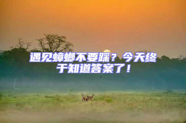遇見蟑螂不要踩？今天終于知道答案了！