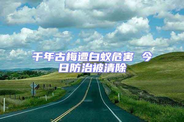 千年古梅遭白蟻危害 今日防治被清除