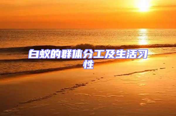白蟻的群體分工及生活習(xí)性