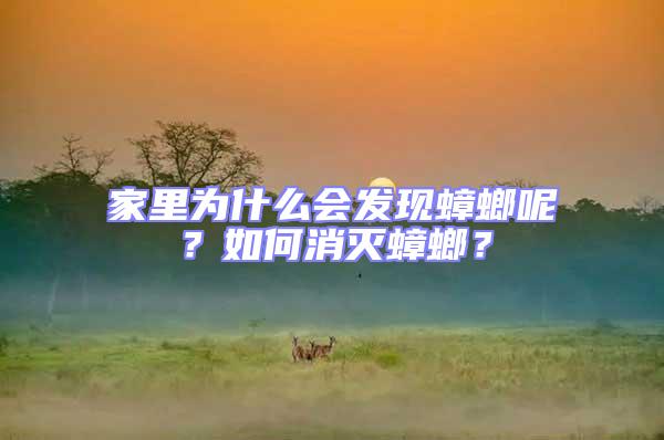 家里為什么會發(fā)現(xiàn)蟑螂呢？如何消滅蟑螂？