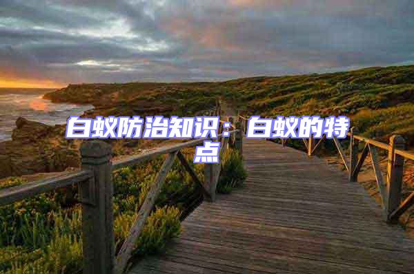 白蟻防治知識(shí)：白蟻的特點(diǎn)
