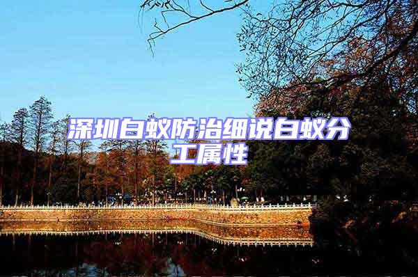 深圳白蟻防治細(xì)說白蟻分工屬性