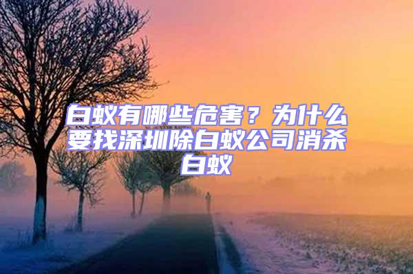 白蟻有哪些危害？為什么要找深圳除白蟻公司消殺白蟻