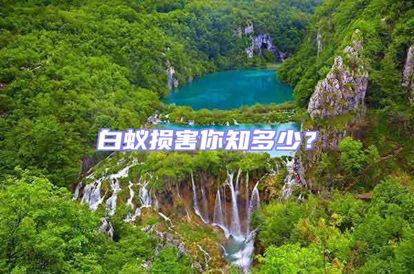 白蟻損害你知多少？