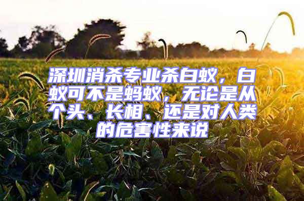 深圳消殺專業(yè)殺白蟻，白蟻可不是螞蟻，無(wú)論是從個(gè)頭、長(zhǎng)相、還是對(duì)人類的危害性來(lái)說(shuō)