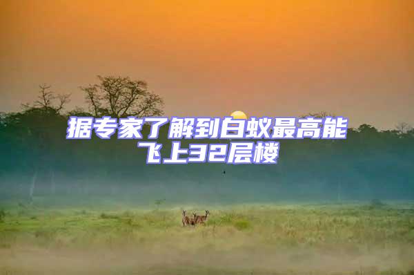 據(jù)專家了解到白蟻?zhàn)罡吣茱w上32層樓