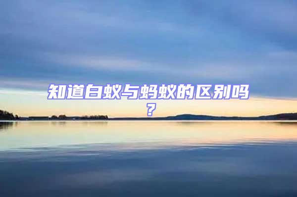 知道白蟻與螞蟻的區(qū)別嗎？