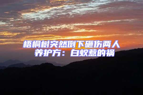 梧桐樹(shù)突然倒下砸傷兩人 養(yǎng)護(hù)方:白蟻惹的禍