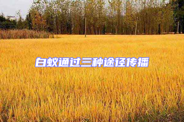 白蟻通過(guò)三種途徑傳播