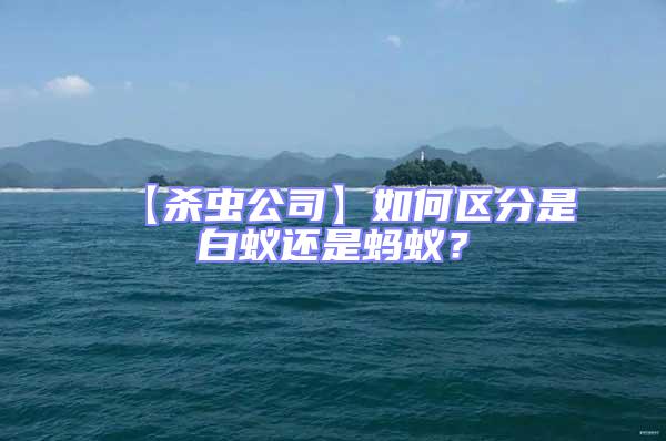 【殺蟲公司】如何區(qū)分是白蟻還是螞蟻？