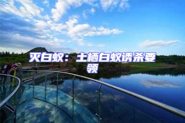 滅白蟻：土棲白蟻誘殺要領(lǐng)