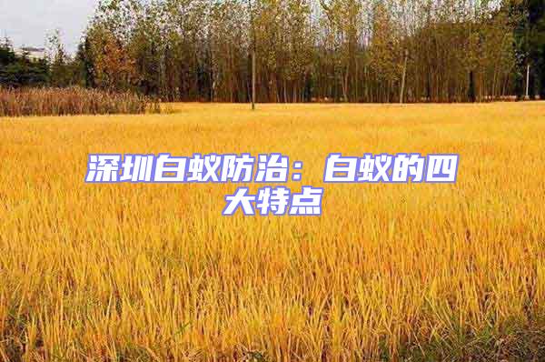 深圳白蟻防治：白蟻的四大特點(diǎn)