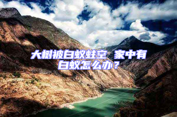 大樹被白蟻蛀空 家中有白蟻怎么辦？