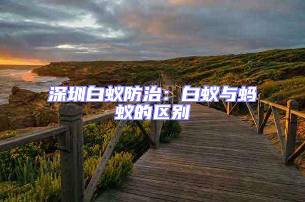 深圳白蟻防治：白蟻與螞蟻的區(qū)別