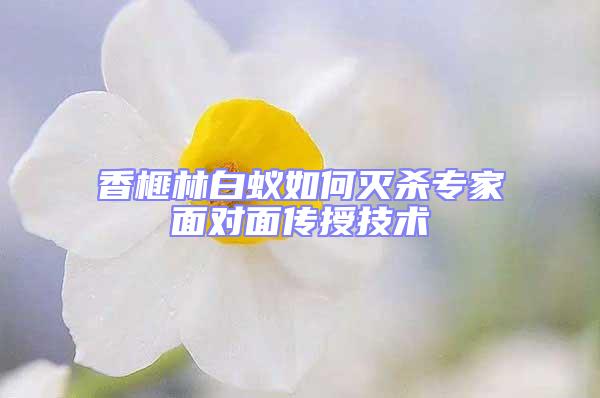 香榧林白蟻如何滅殺專家面對(duì)面?zhèn)魇诩夹g(shù)