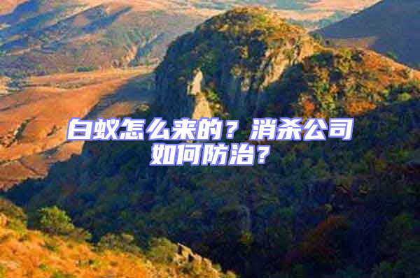 白蟻怎么來的？消殺公司如何防治？