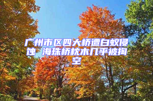 廣州市區(qū)四大橋遭白蟻侵蝕 海珠橋枕木幾乎被掏空